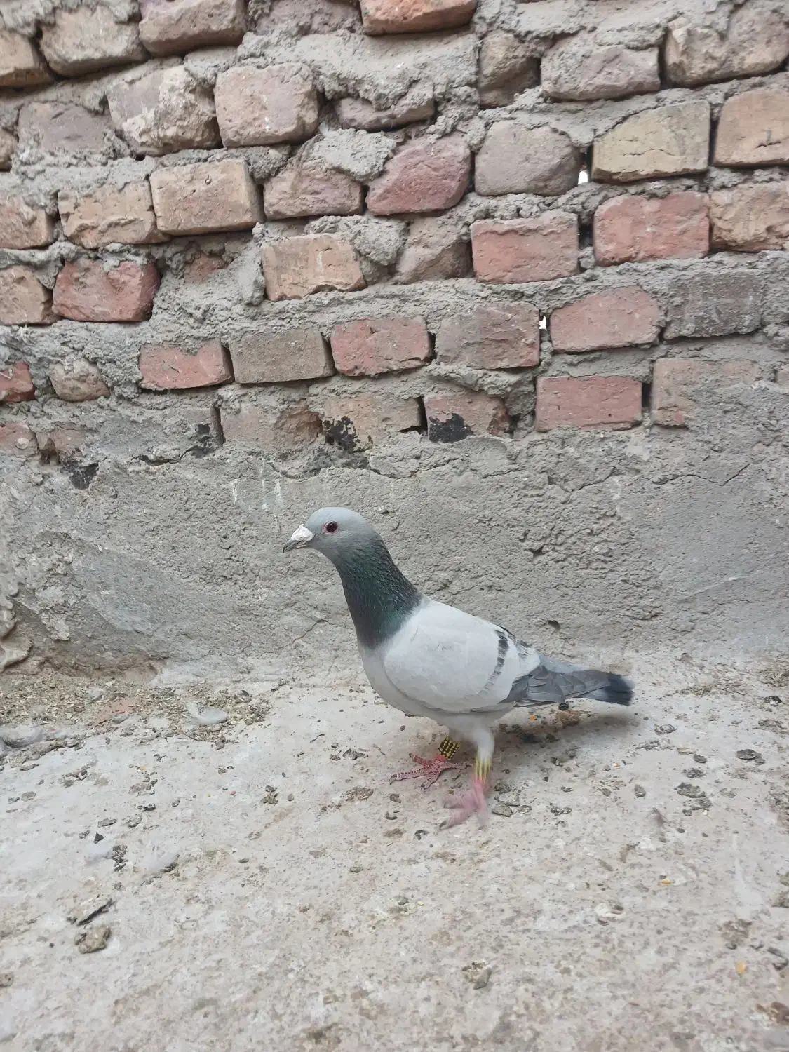 پرنده|پرنده|زاهدان, |دیوار