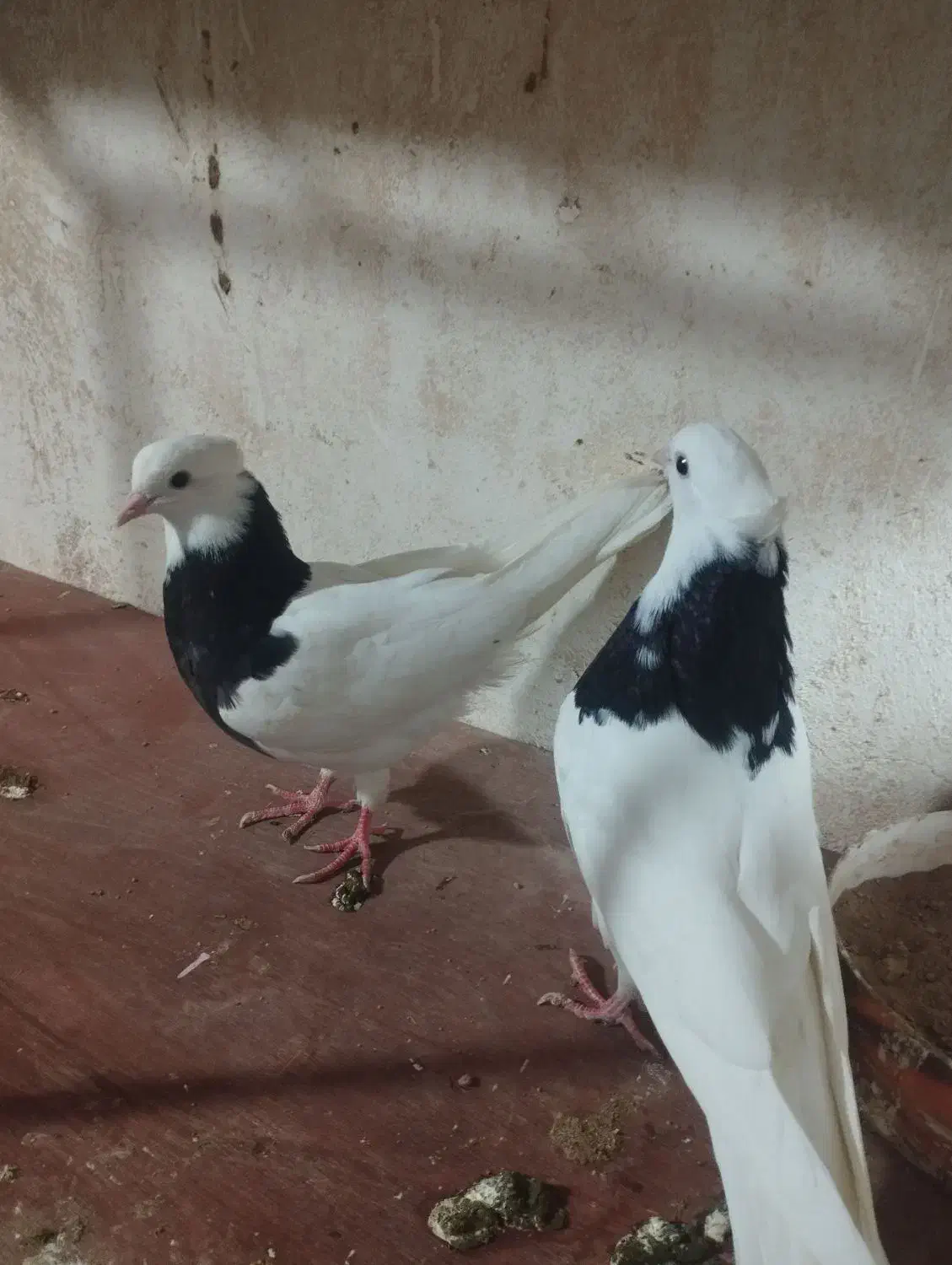 معاوضه باکفتر چینی یافنج کینگ|پرنده|بندر ماهشهر, |دیوار