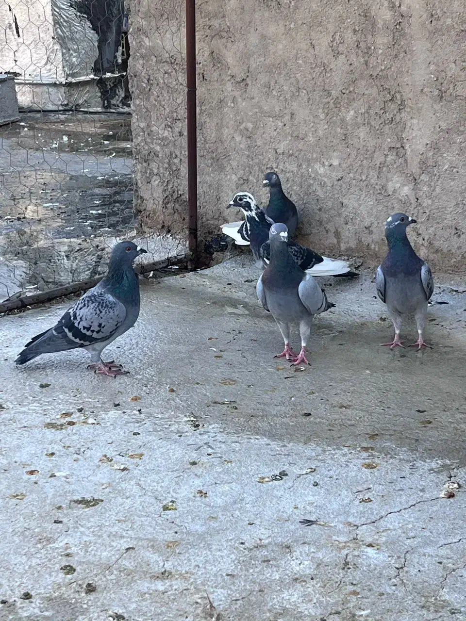 گلی دم سرخ بهبهانی|پرنده|شیراز, تل حسین‌آباد|دیوار