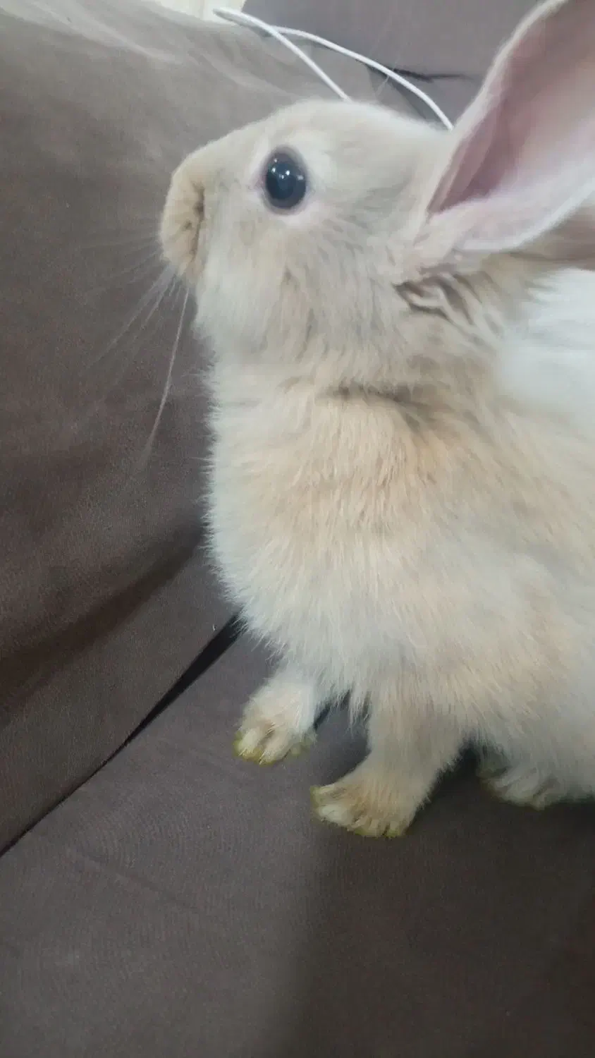 خرگوش جرسی ۳ ماهه ماده|موش و خرگوش|نیشابور, شهید جعفری|دیوار