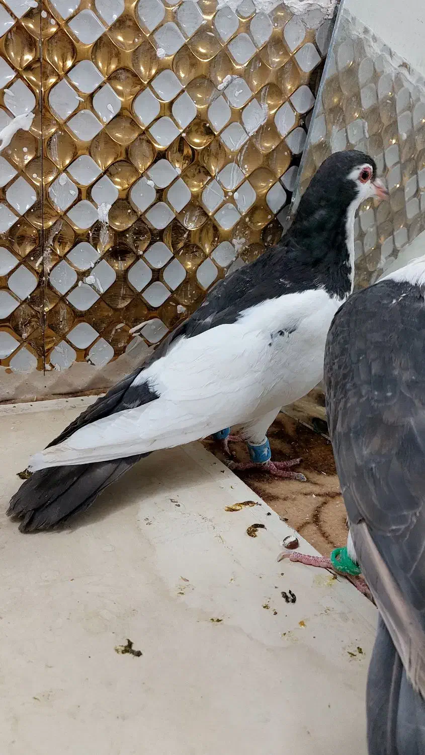 کبوترچپ|پرنده|مشهد, انصار|دیوار