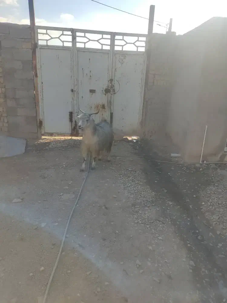 تی بز|حیوانات مزرعه|پاپی, |دیوار