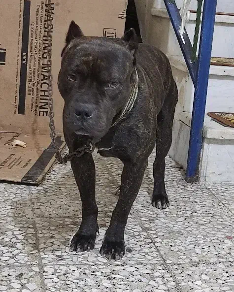 پیت بول اصیل|سگ|رشت, شهرک صبا|دیوار