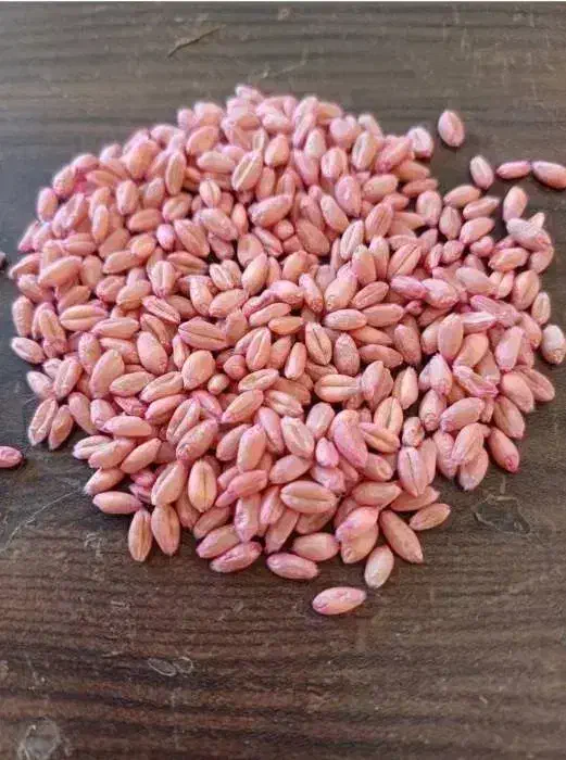 گندم بذر پیشگام بوجاری شده+سم آبیه یک تن|خدمات باغبانی و درختکاری|موچش, |دیوار