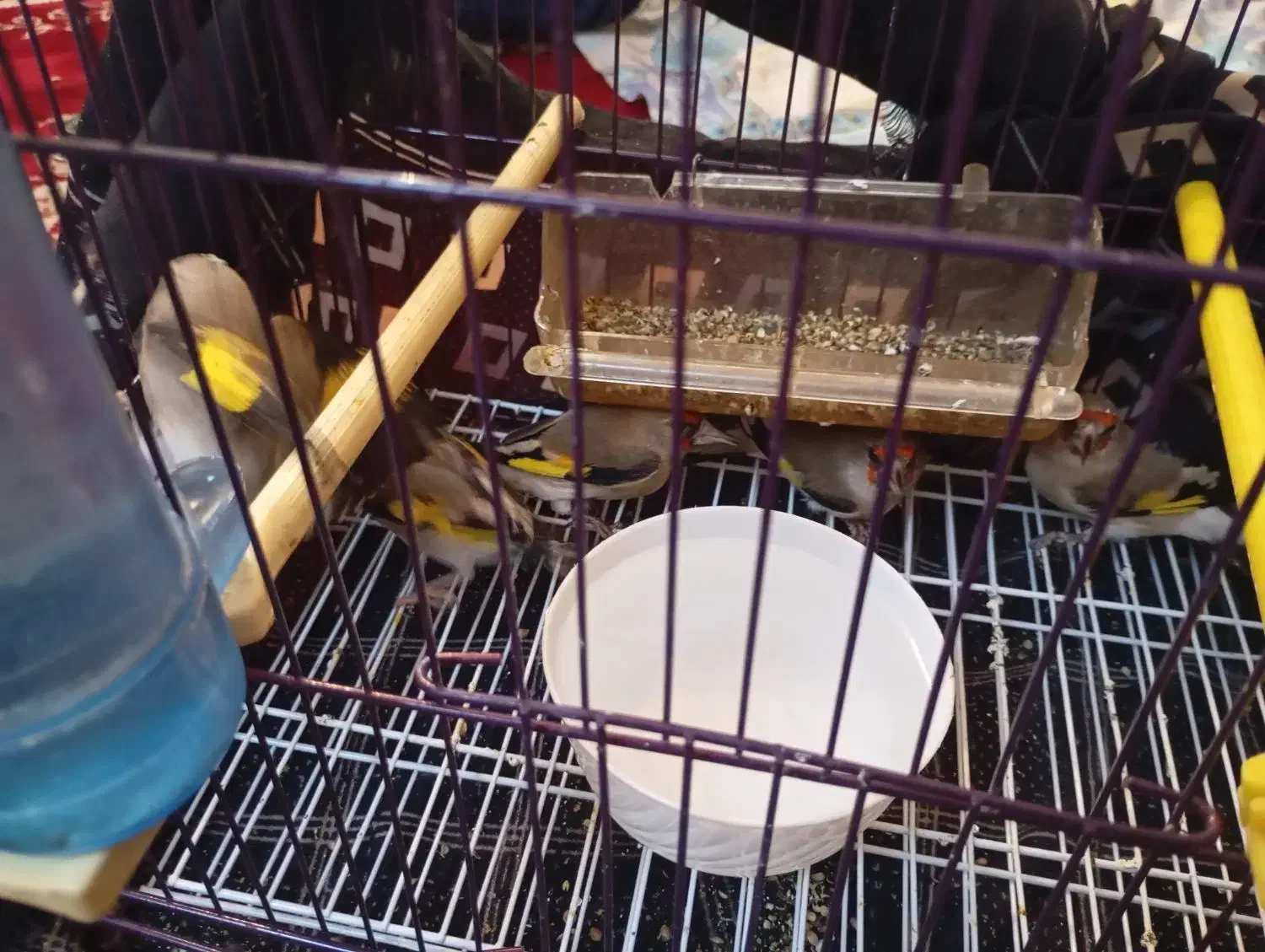 سهره نر|پرنده|بیرجند, |دیوار