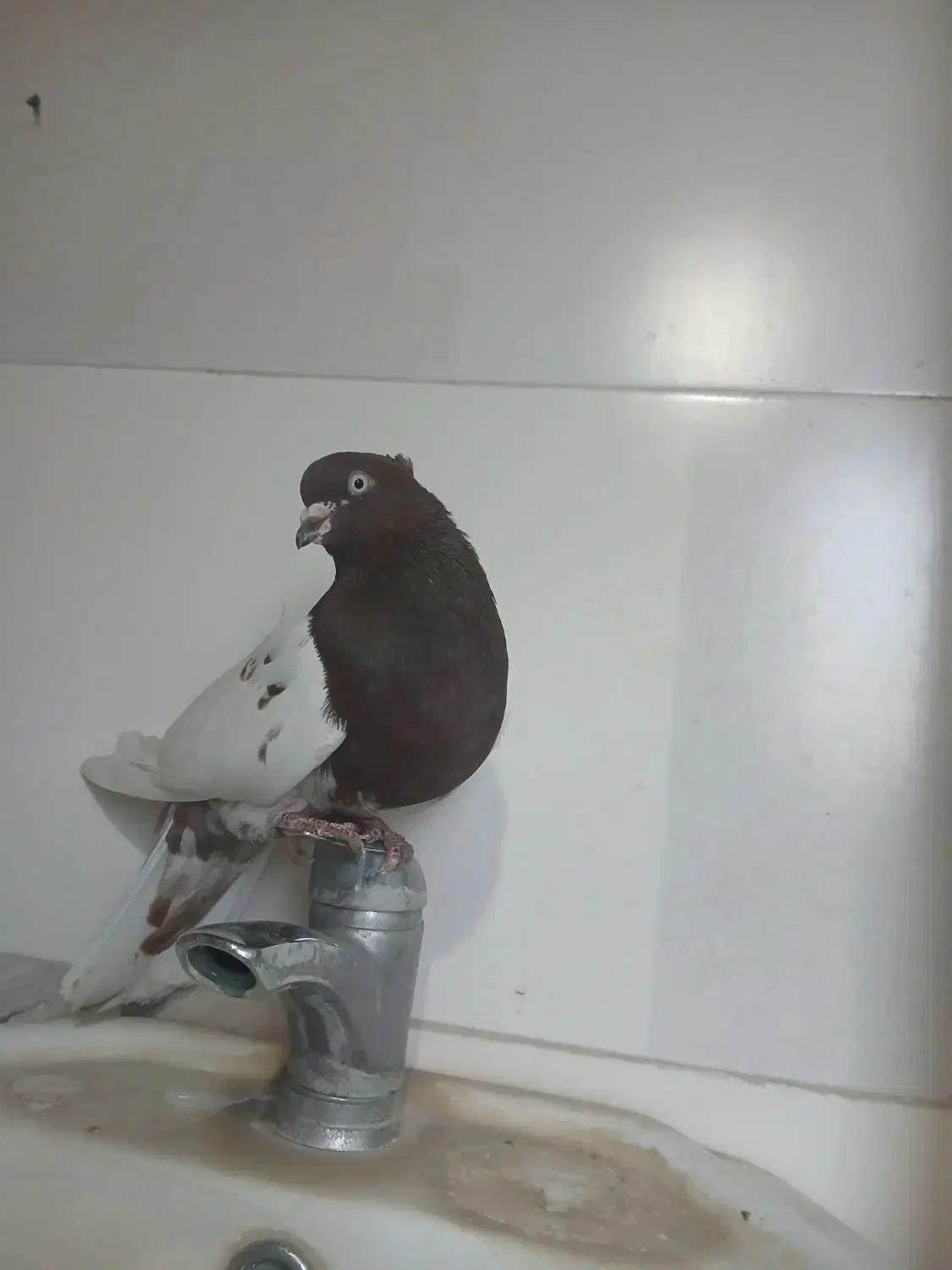 نرکله ای سرخ ب شرط تخم جوجه|پرنده|بروجرد, |دیوار