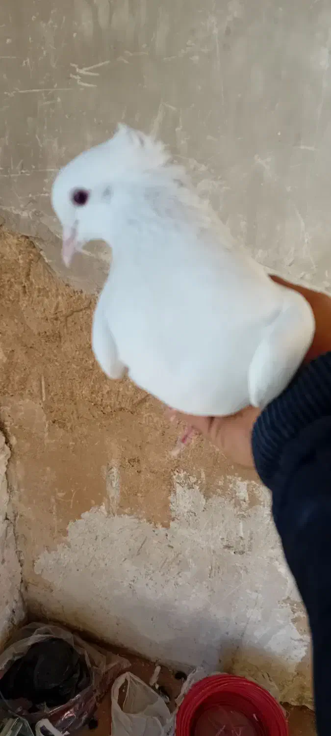 کفتر تهرانی وگرده ای|پرنده|بروجرد, |دیوار