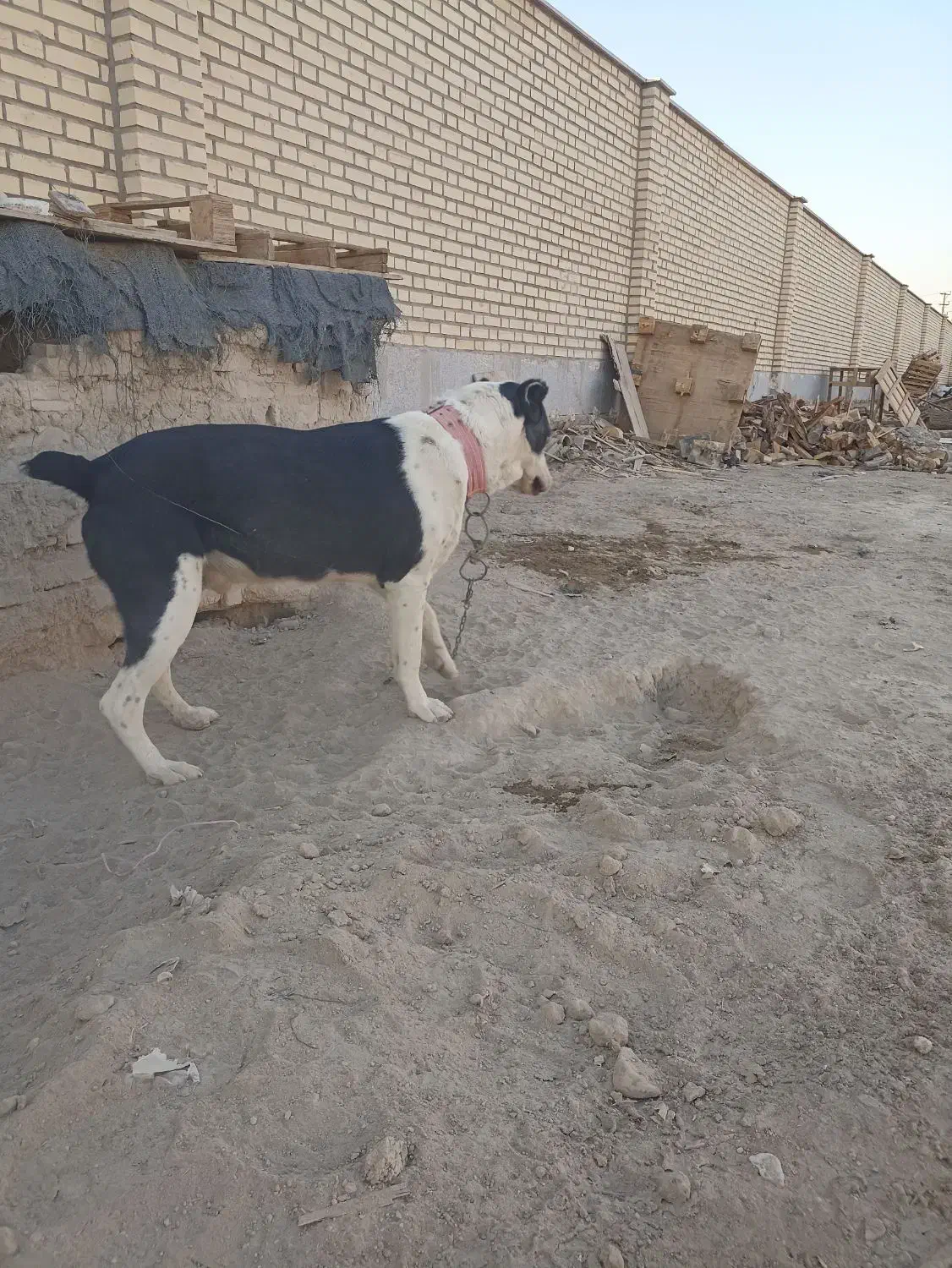 سگ آلابای نر|سگ|ماهدشت, |دیوار