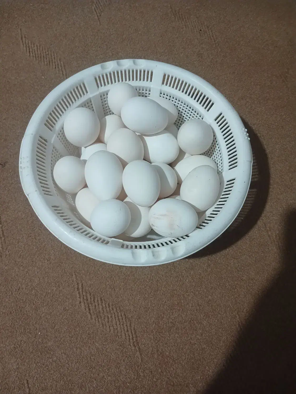 تخممرغ.محلی|خوردنی و آشامیدنی|ایذه, |دیوار