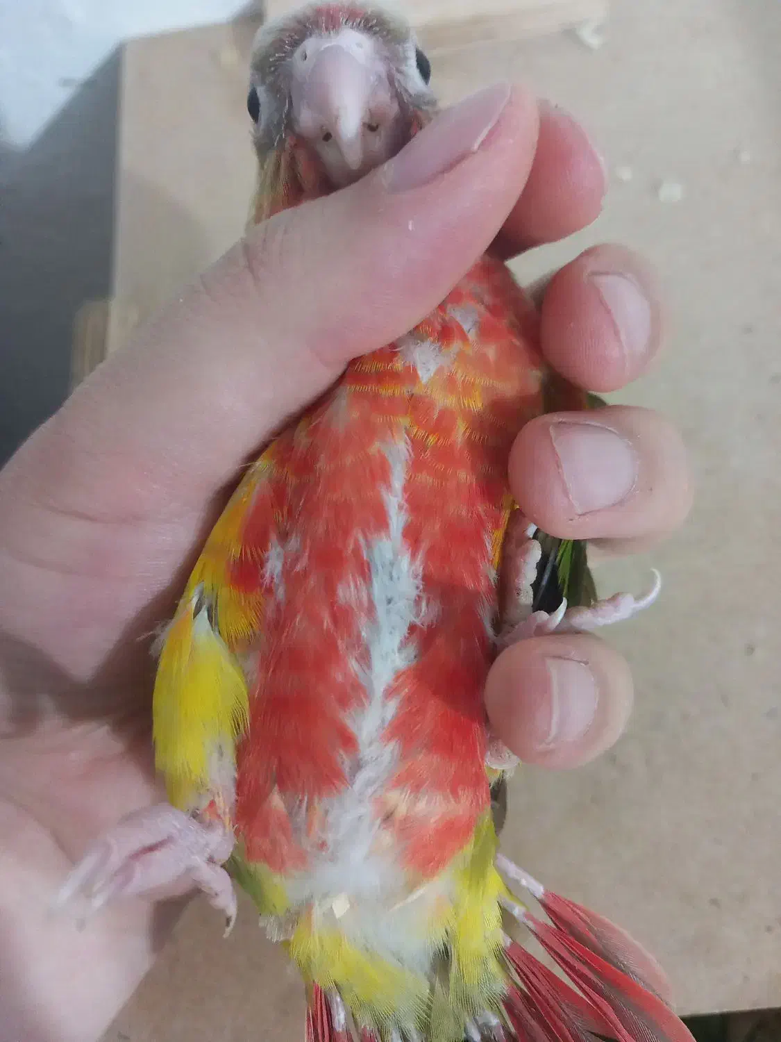 جوجه سرلاکی گیرینچیک اناناسی فول رد قرمز|پرنده|شهریار, شهریار|دیوار