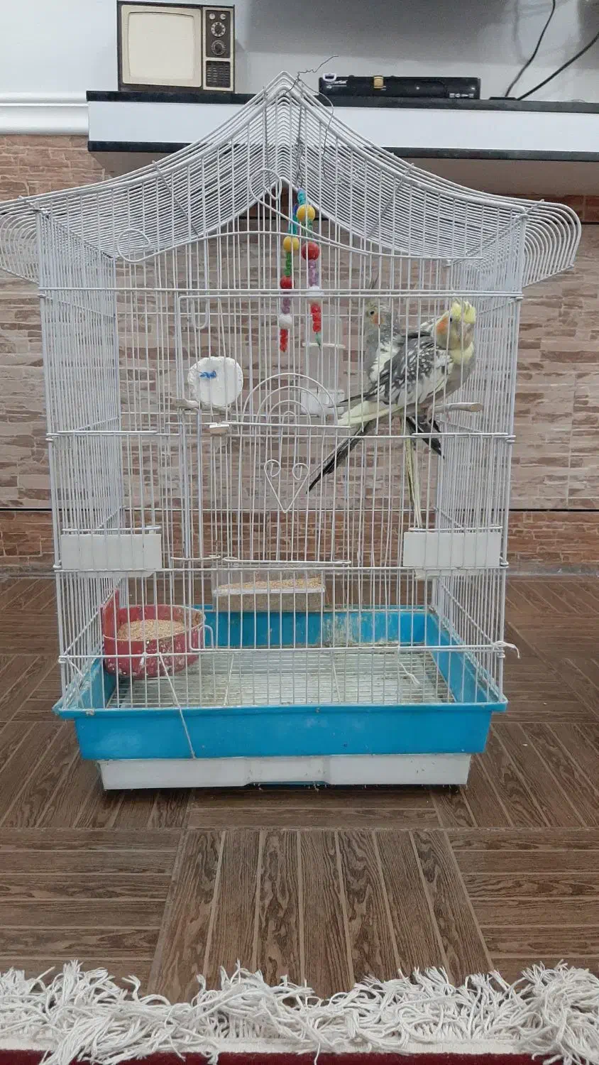 عروس هلندی|پرنده|شوشتر, |دیوار