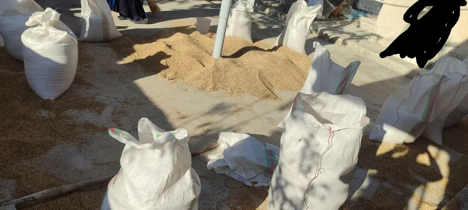 برنج چمپا میداوود|خوردنی و آشامیدنی|میانکوه, |دیوار