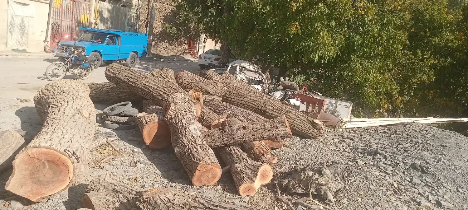 خریدوفروش انواع درخت گردووچنار|عمدهفروشی|سروآباد, |دیوار