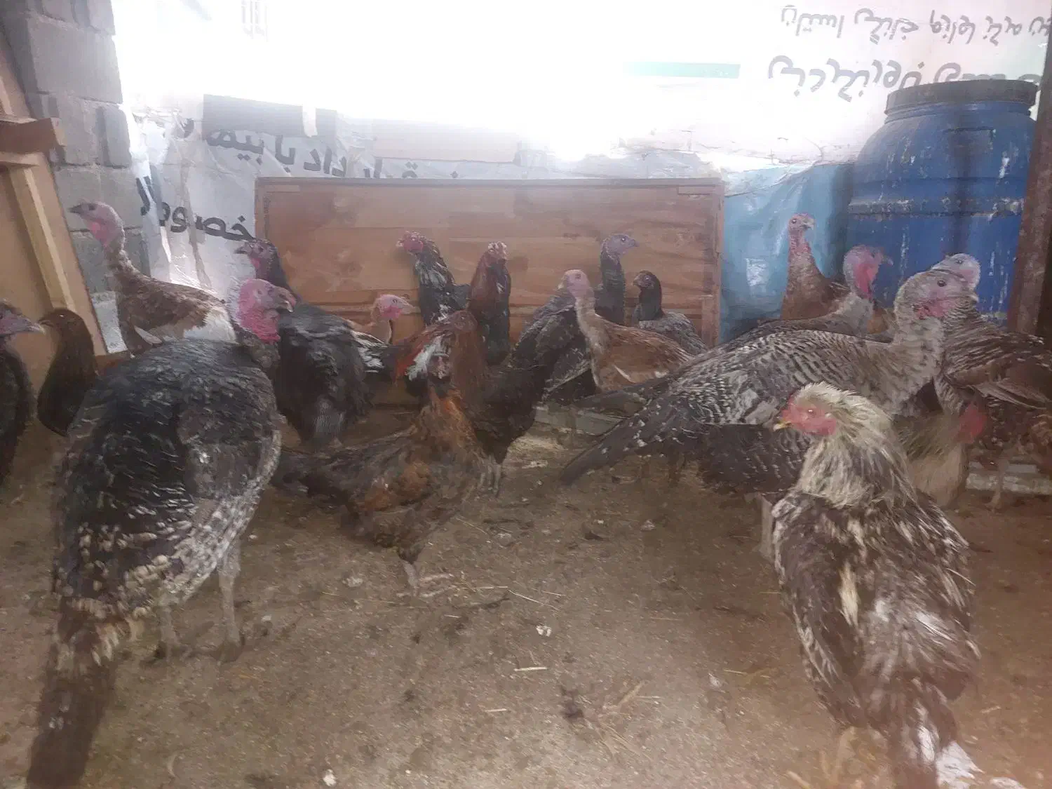 بوقلمون ارگانیک|حیوانات مزرعه|قزوین, |دیوار