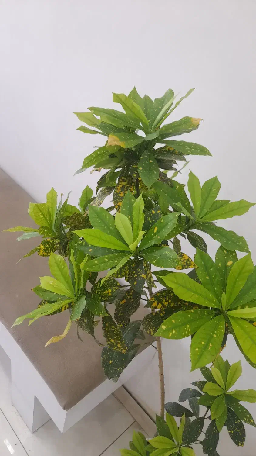 پیدا شده|اشیا|گناباد, |دیوار