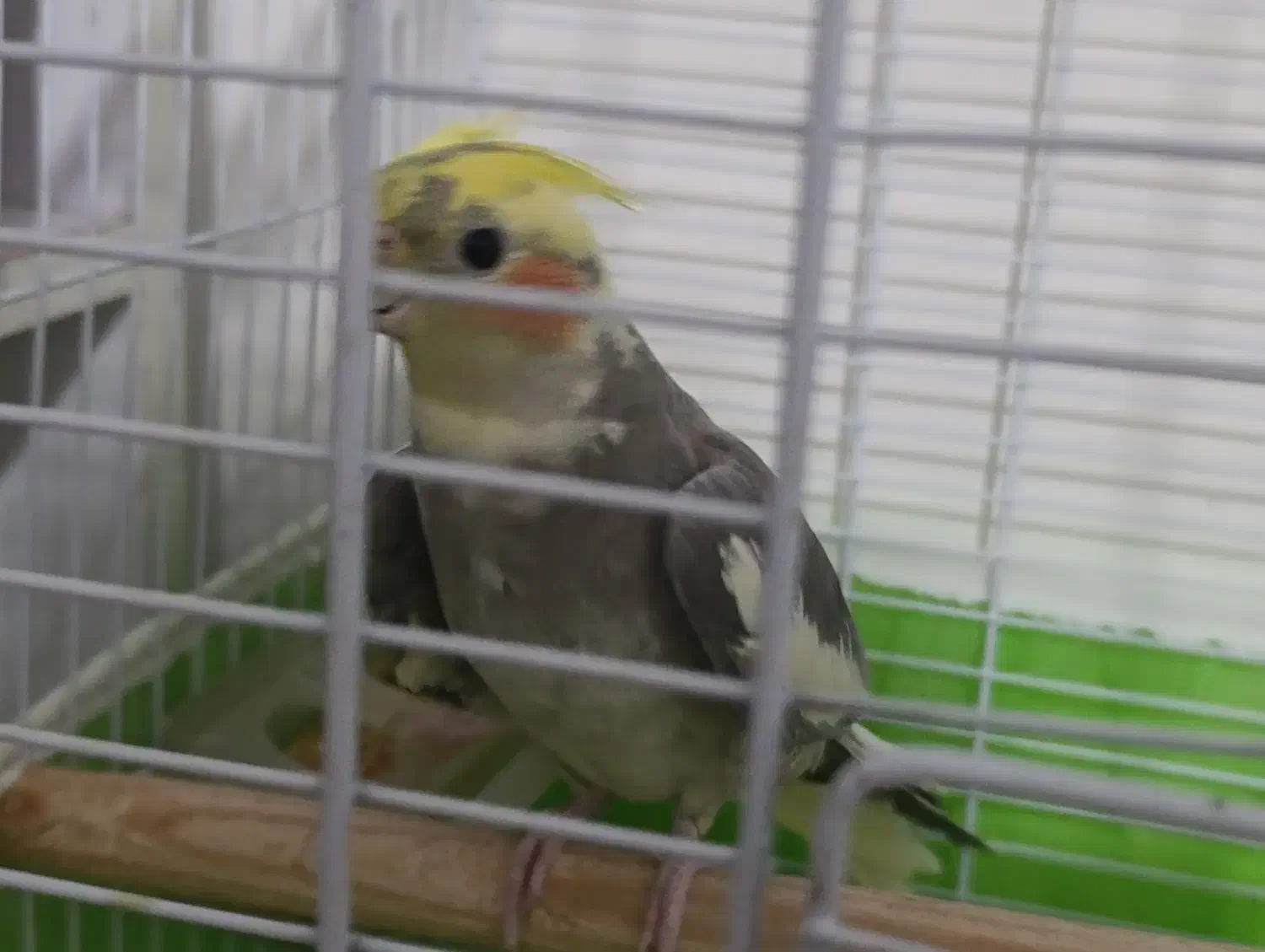 یک جفت عروس هلندی کار داده|پرنده|ارومیه, |دیوار