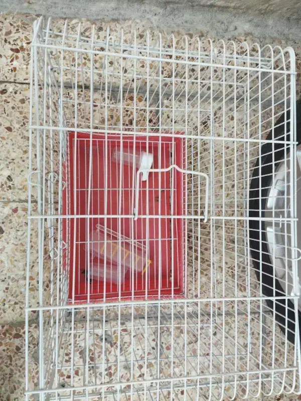 قفس|لوازم جانبی حیوانات|خرم‌آباد, |دیوار