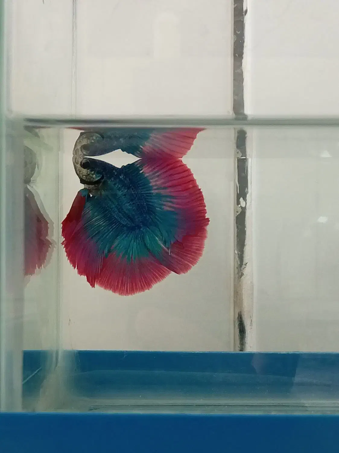 ماهی فایتر نروماده|ماهی|نجفآباد, قلعه سفید|دیوار