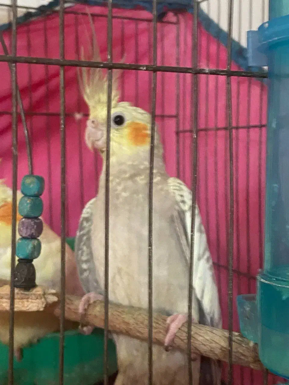 طوطی عروس هلندی|پرنده|رشت, سیا اسطلخ|دیوار