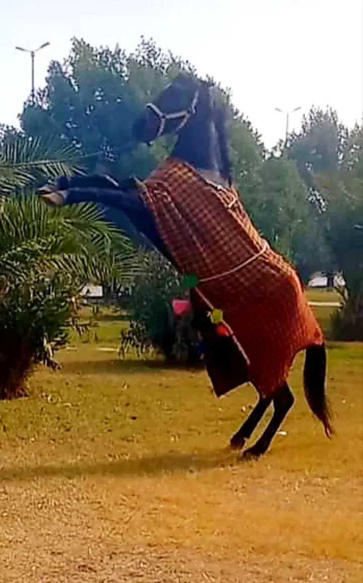 اسب|اسب و تجهیزات اسب‌سواری|اهواز, کوی فرهنگیان ۲|دیوار