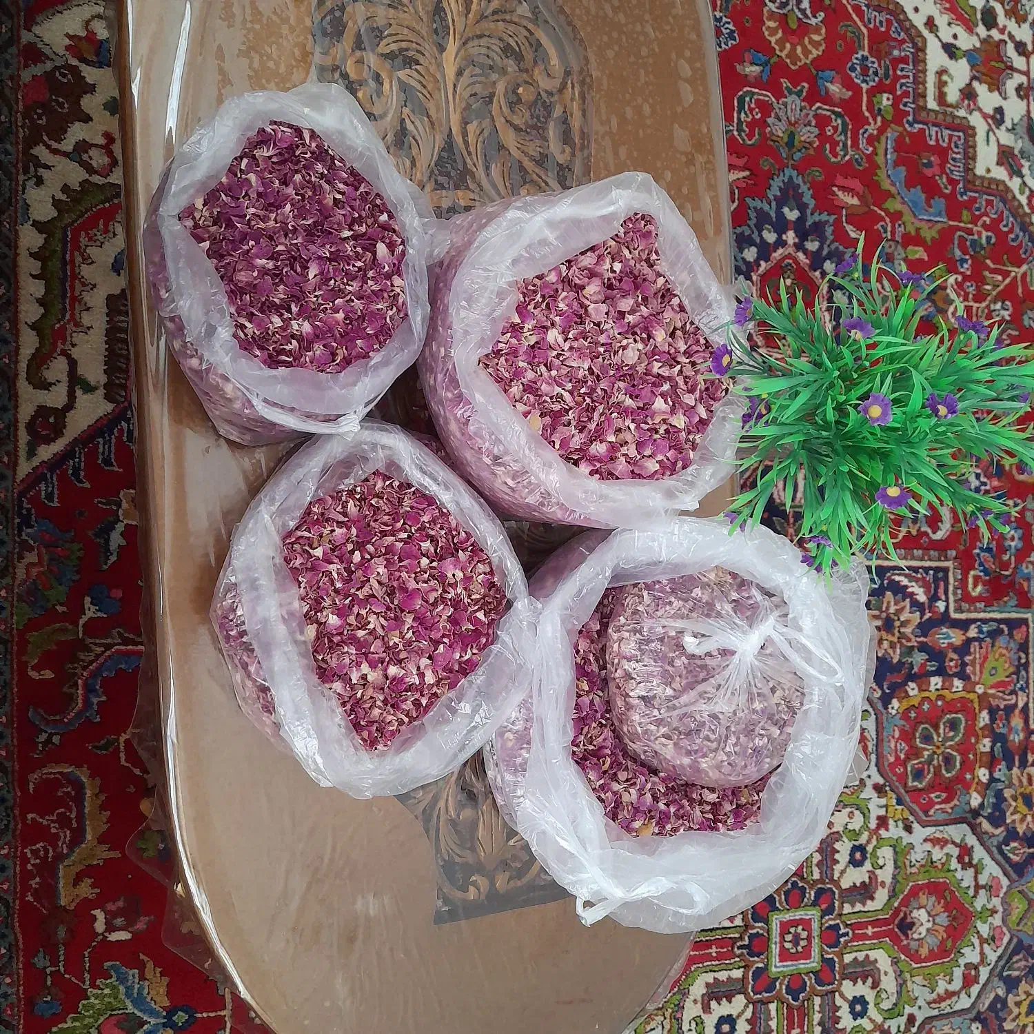 گل محمدی|گل و گیاه طبیعی|مراغه, |دیوار