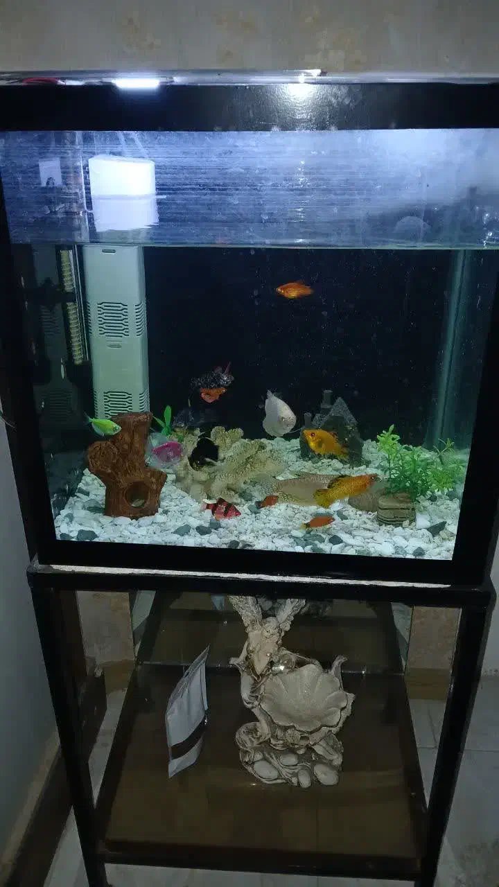 آکواریوم|ماهی|سبزوار, توحیدشهر|دیوار