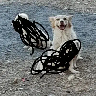 ماده پاپی نگهبان|سگ|مبارکه, |دیوار