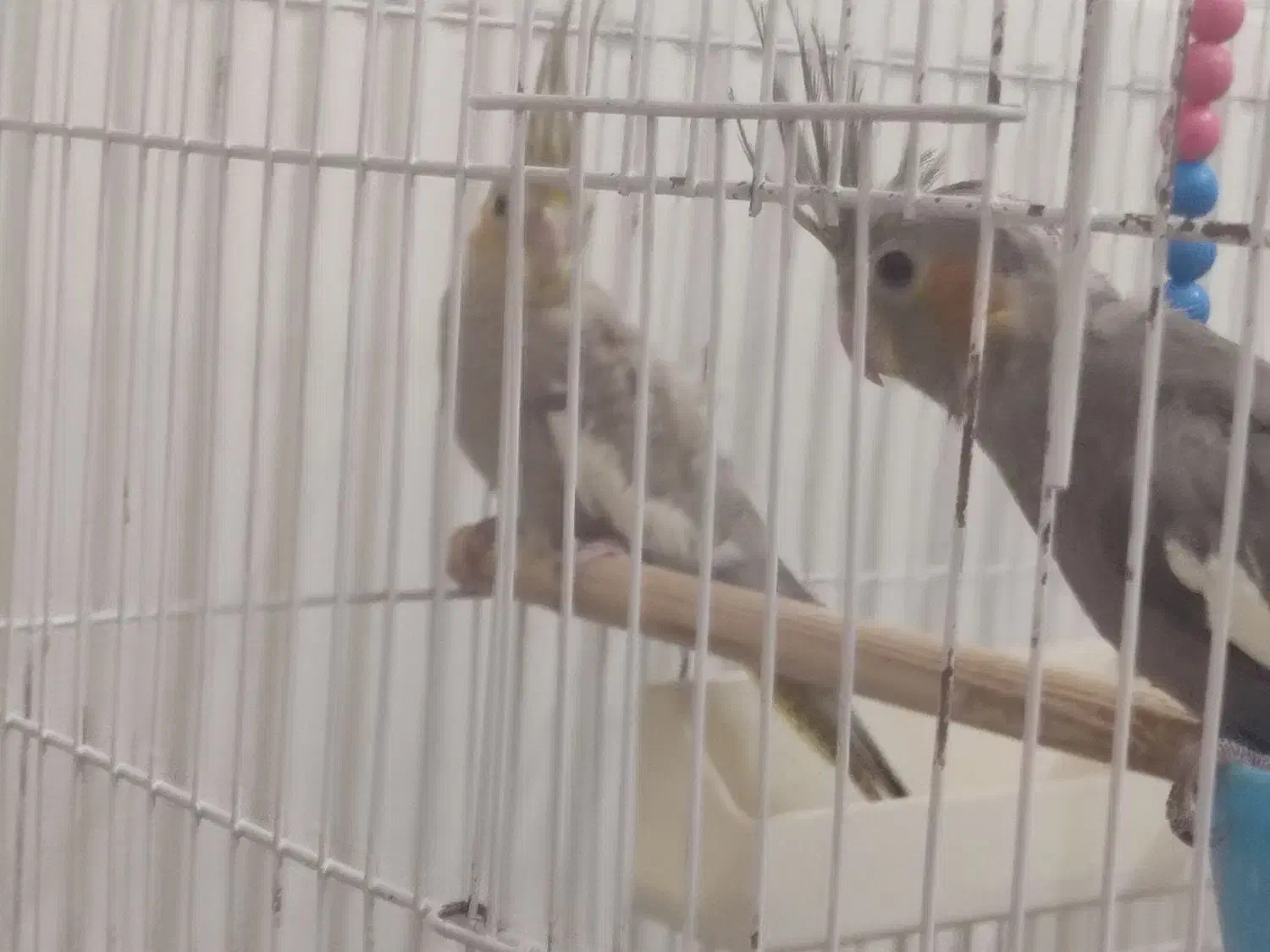 عروس هلندی|پرنده|تربتحیدریه, یحیی آباد|دیوار