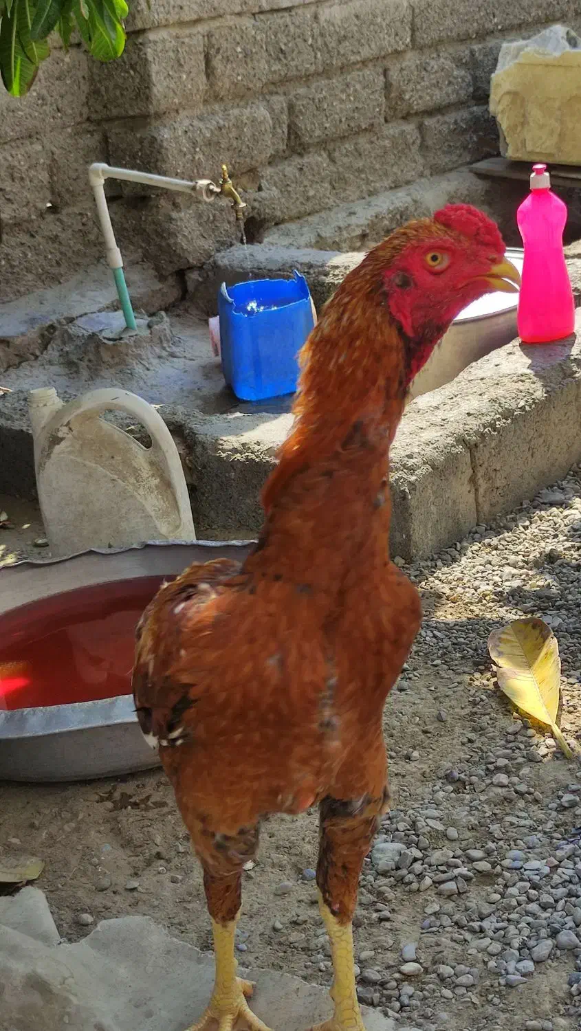 فروش خروس|حیوانات مزرعه|میناب, |دیوار