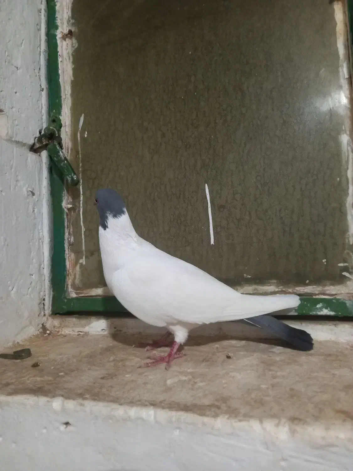 گوباش دورح|پرنده|اردبیل, |دیوار