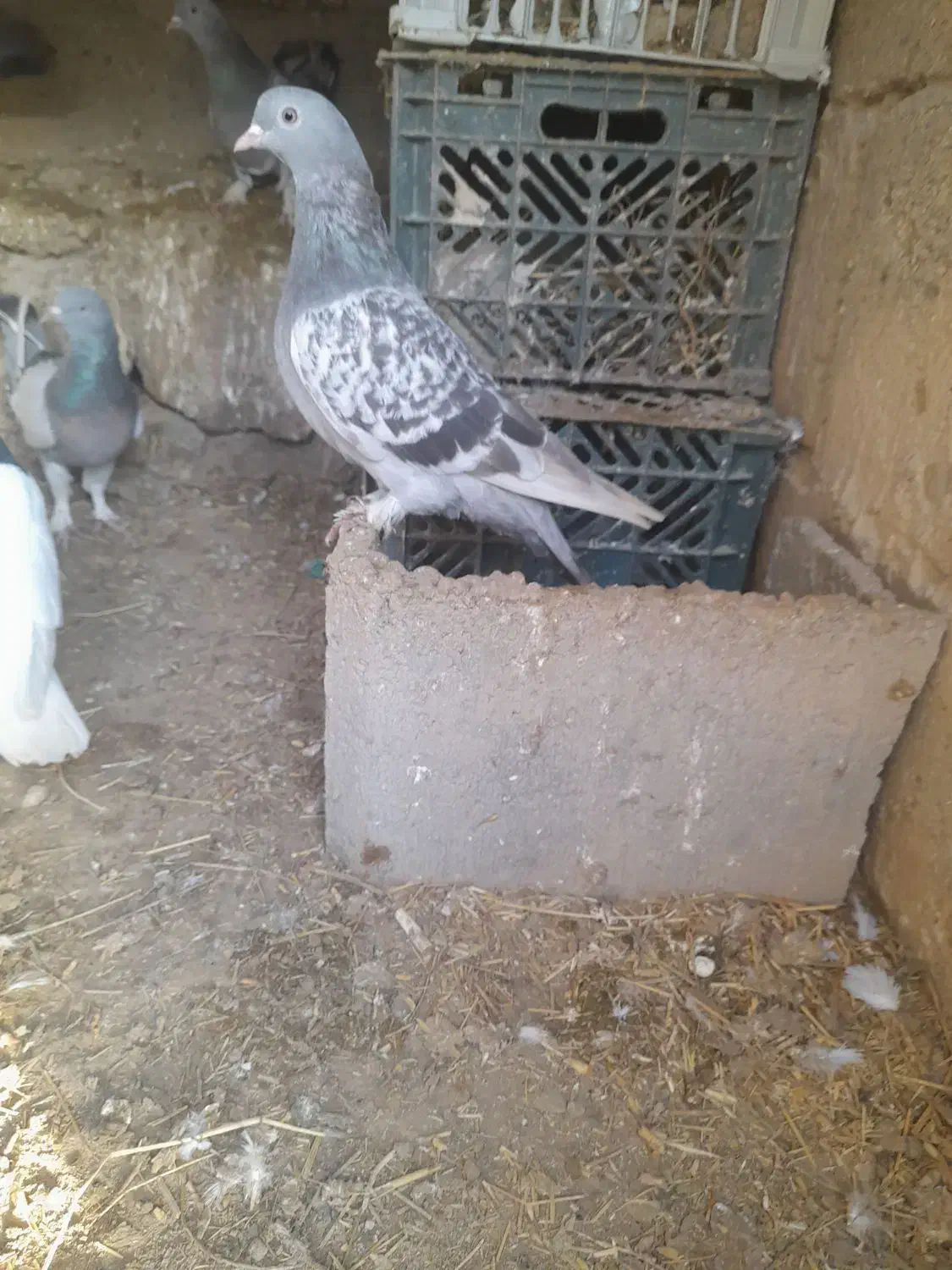 کبوتر ترک|پرنده|فیروزآباد (آذربایجان), |دیوار