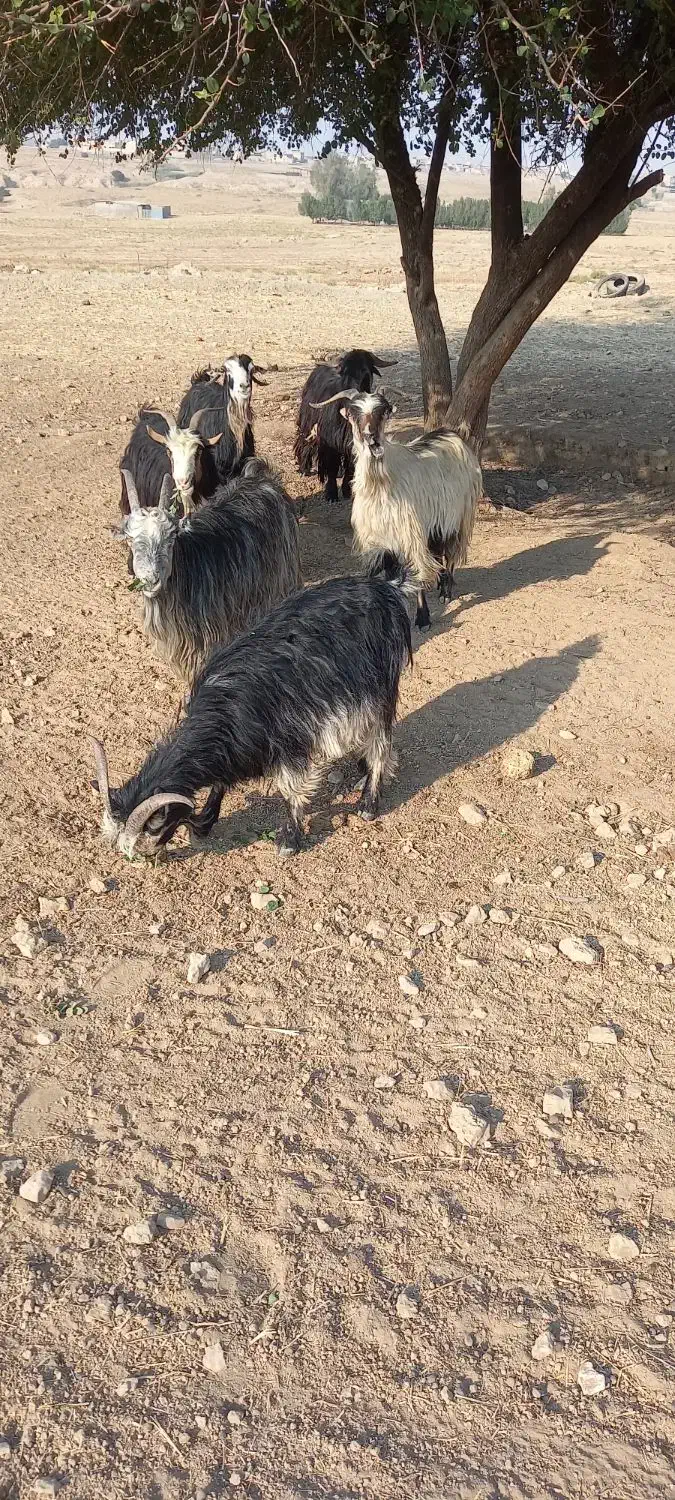 ۵ عدد بز ۱ تیشتر نر|حیوانات مزرعه|لالی, |دیوار