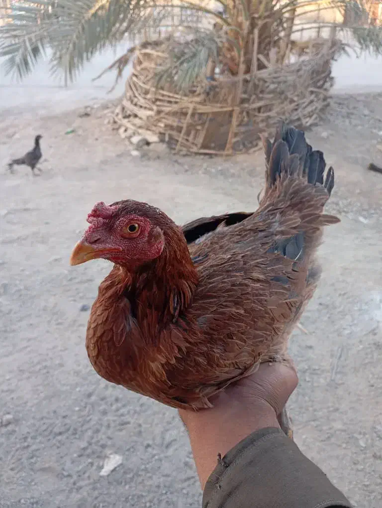 مرغ لاری|حیوانات مزرعه|سراوان, |دیوار