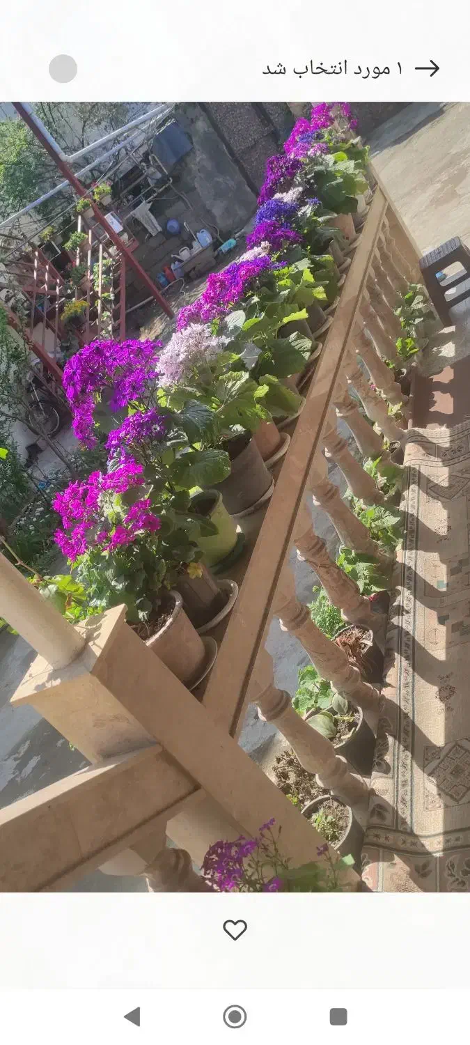 گل های سینره همه رنگ 10--15|گل و گیاه طبیعی|تالش, هشتپر|دیوار