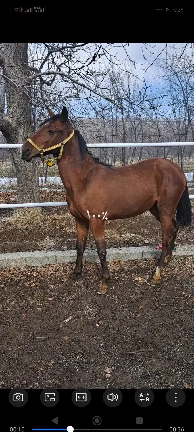 مادیون|اسب و تجهیزات اسب‌سواری|نهاوند, |دیوار