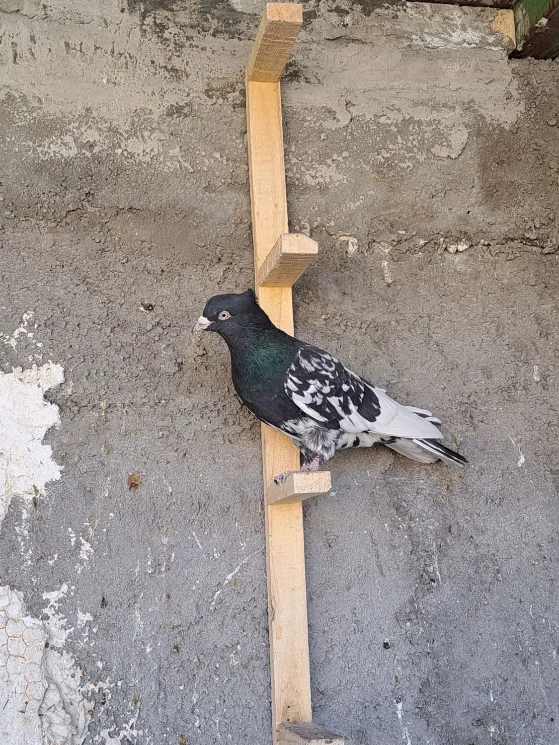 کبوتر کله ای دمسفید|پرنده|شهرضا, |دیوار