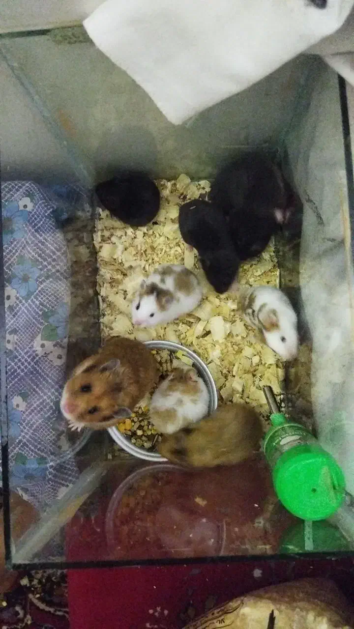 همستر سالم و دستی قیمت مناسب|موش و خرگوش|تهران, مخصوص|دیوار