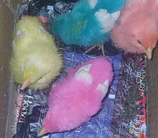 جوجه رنگی|حیوانات مزرعه|تهران, والفجر (افسریه)|دیوار