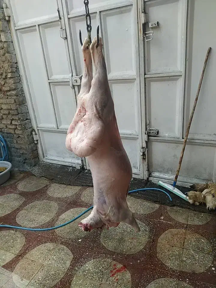 بره چاق|حیوانات مزرعه|اندیمشک, |دیوار