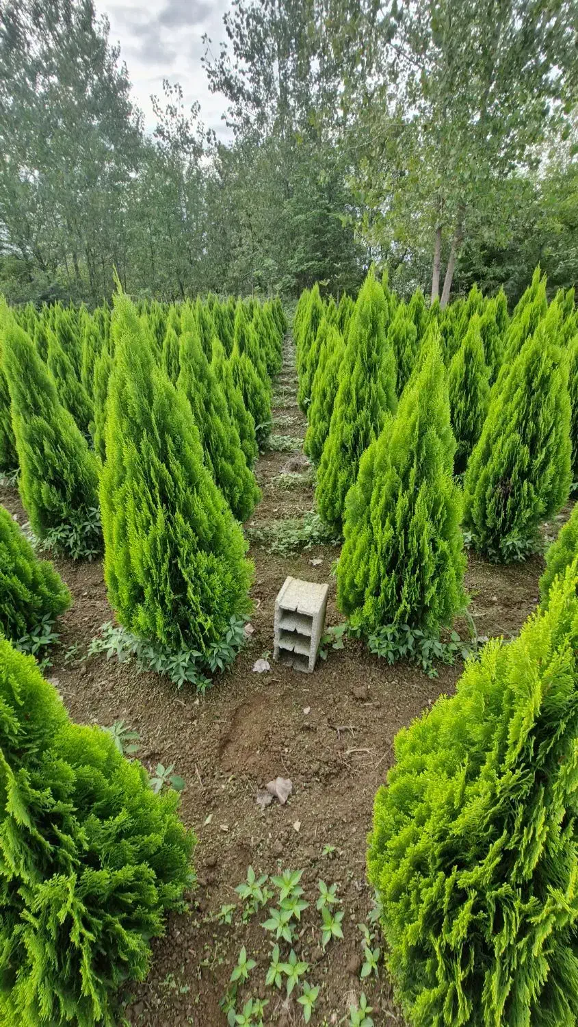 سرو کامیس نوکدار (عمده)|گل و گیاه طبیعی|رضوانشهر, |دیوار