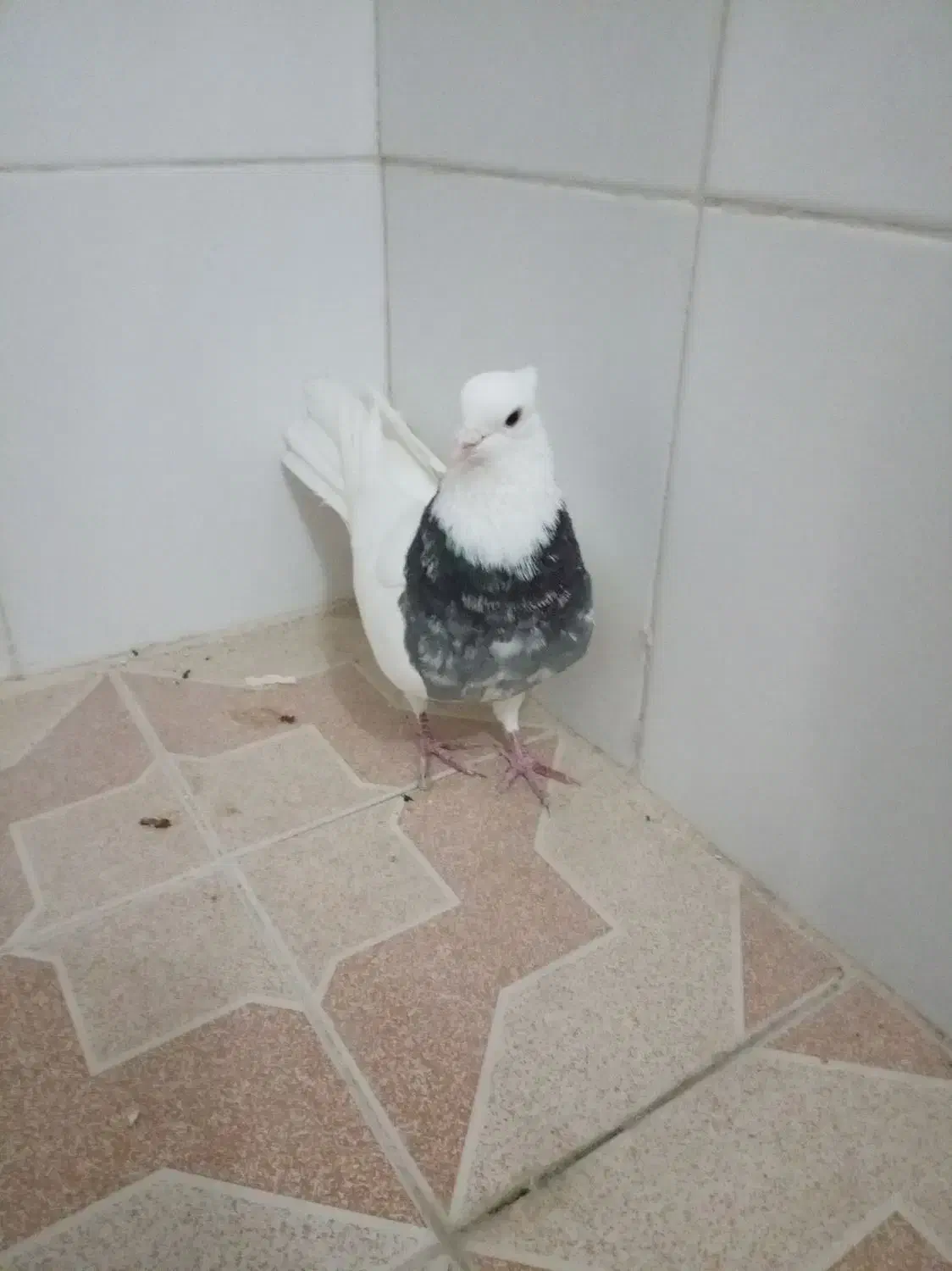 کبوتر سالم|پرنده|خمینیشهر, |دیوار