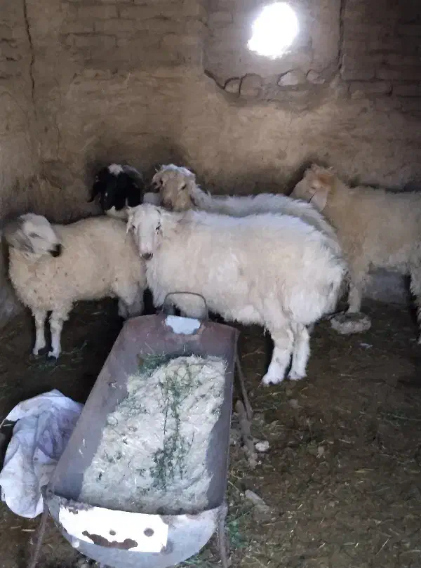 بره نر  بردسیر|حیوانات مزرعه|سیرجان, |دیوار