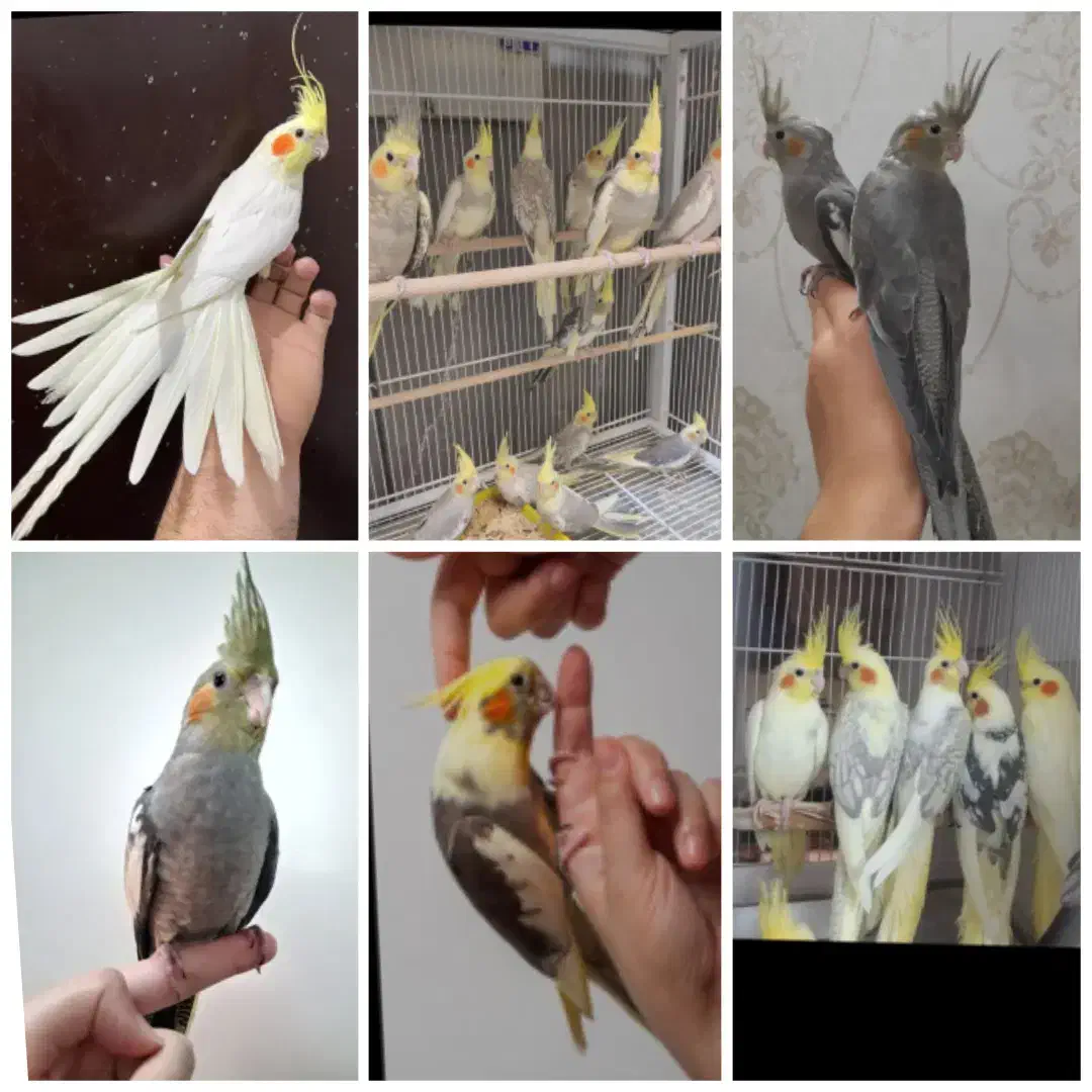 مرغ عشق فنچ عروس قناری فنچ نرگس جاوا گرینچیک|پرنده|اردبیل, |دیوار