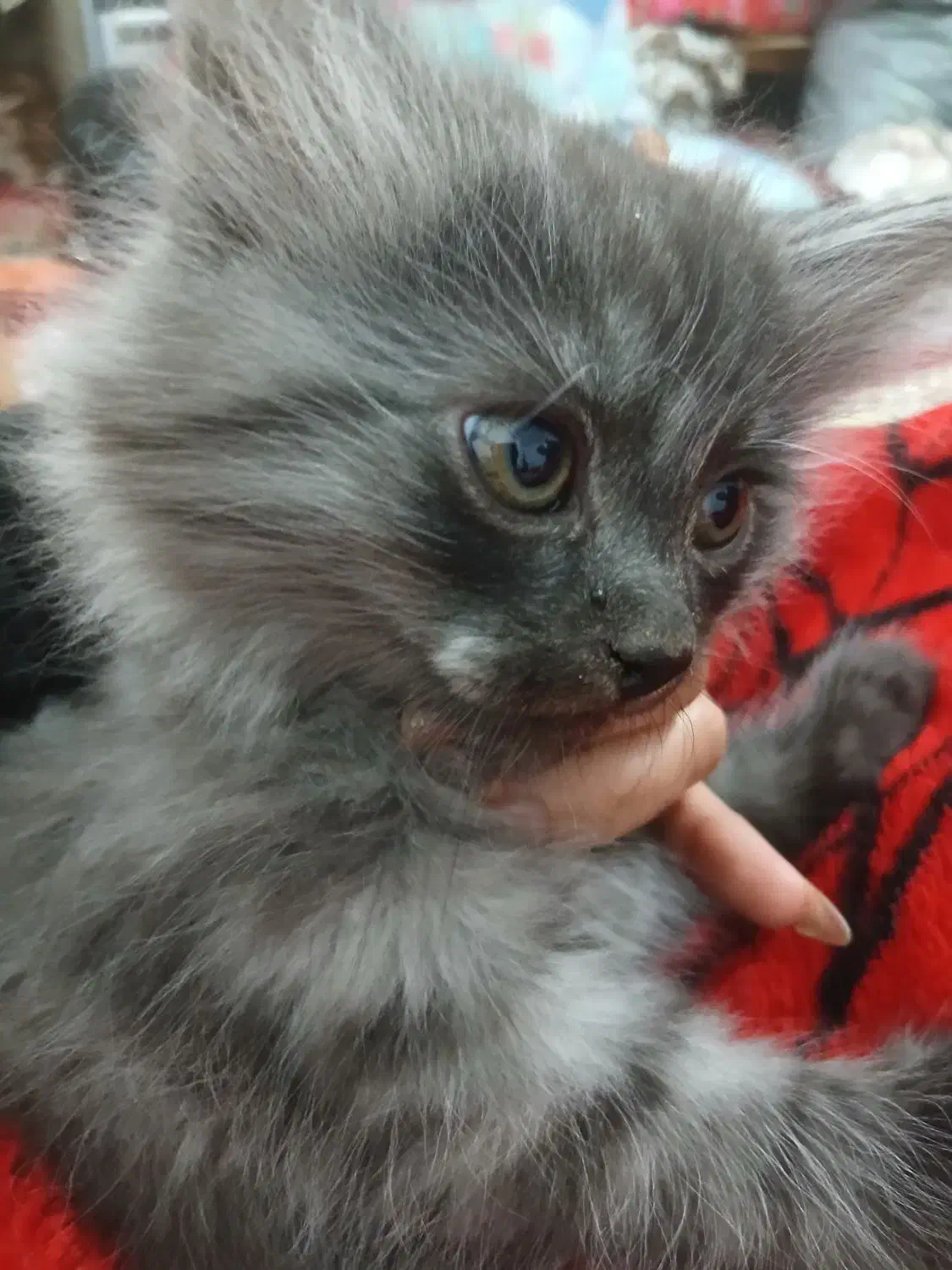 بچه گربه|گربه|زاهدان, |دیوار