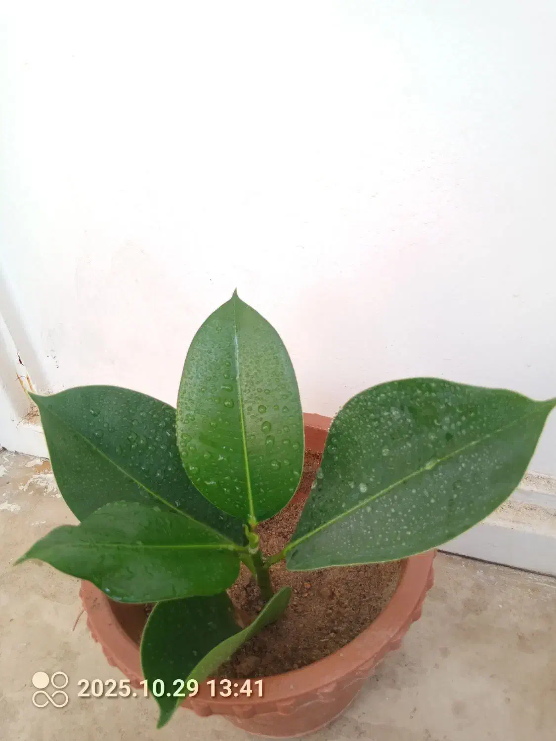 گلهای زیبا|گل و گیاه طبیعی|تبریز, |دیوار