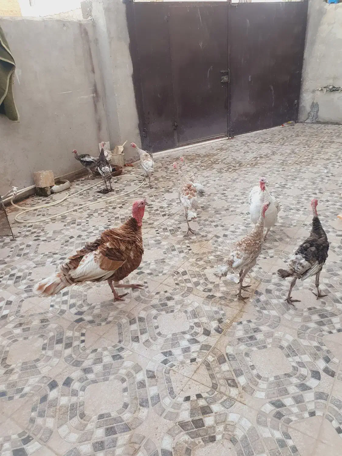 بوقلمون|حیوانات مزرعه|سرپل ذهاب, |دیوار