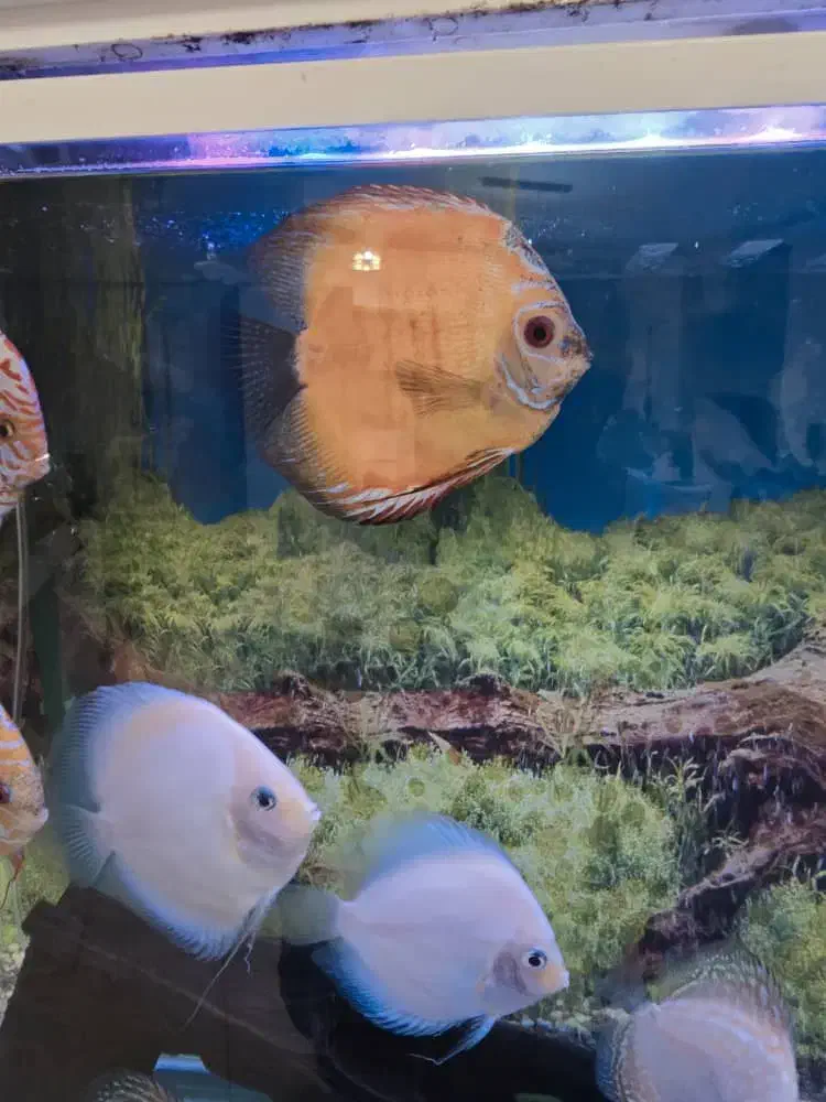 دیسکس سایز بزرگ قناری|ماهی|تهران, حکیمیه|دیوار