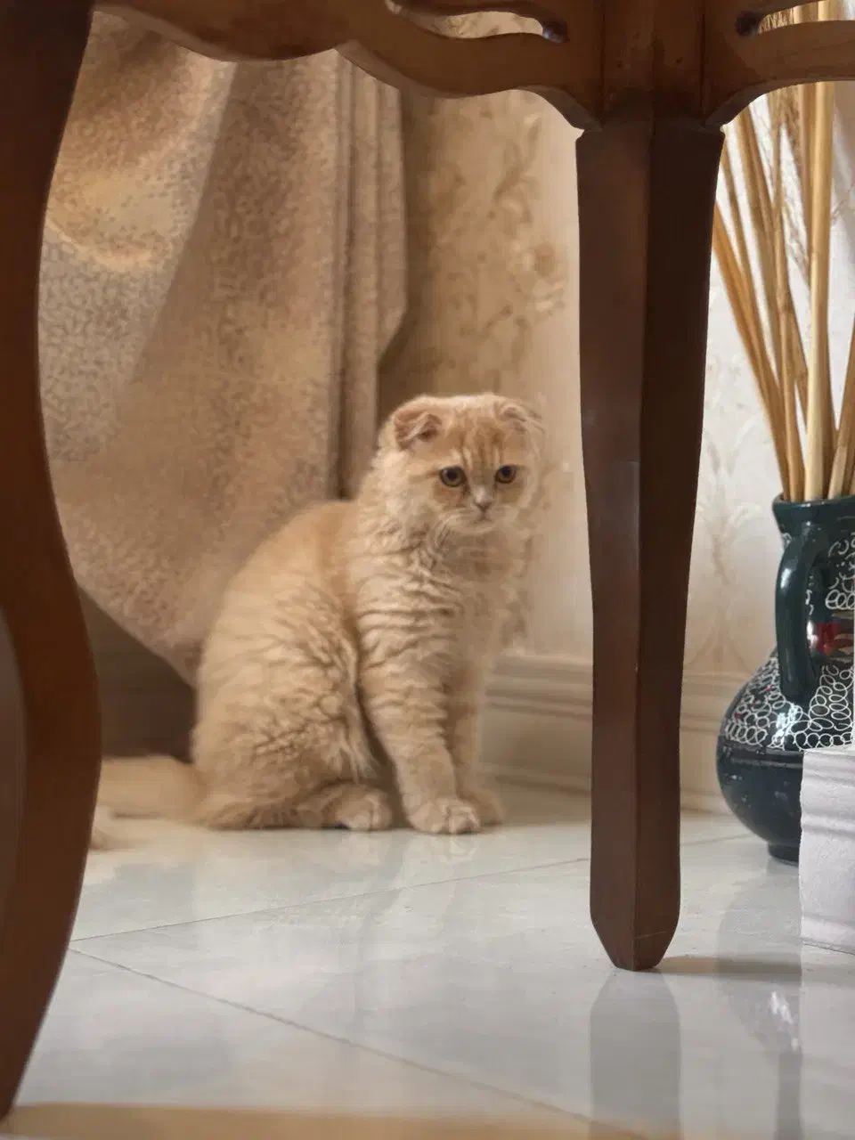 گربه اسکاتیش|گربه|زنجان, |دیوار