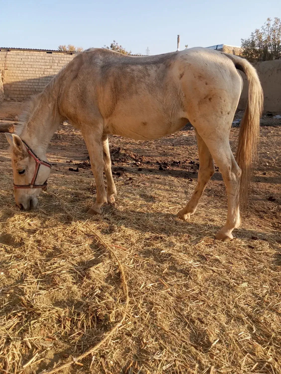 مادیان|حیوانات مزرعه|سارال, |دیوار