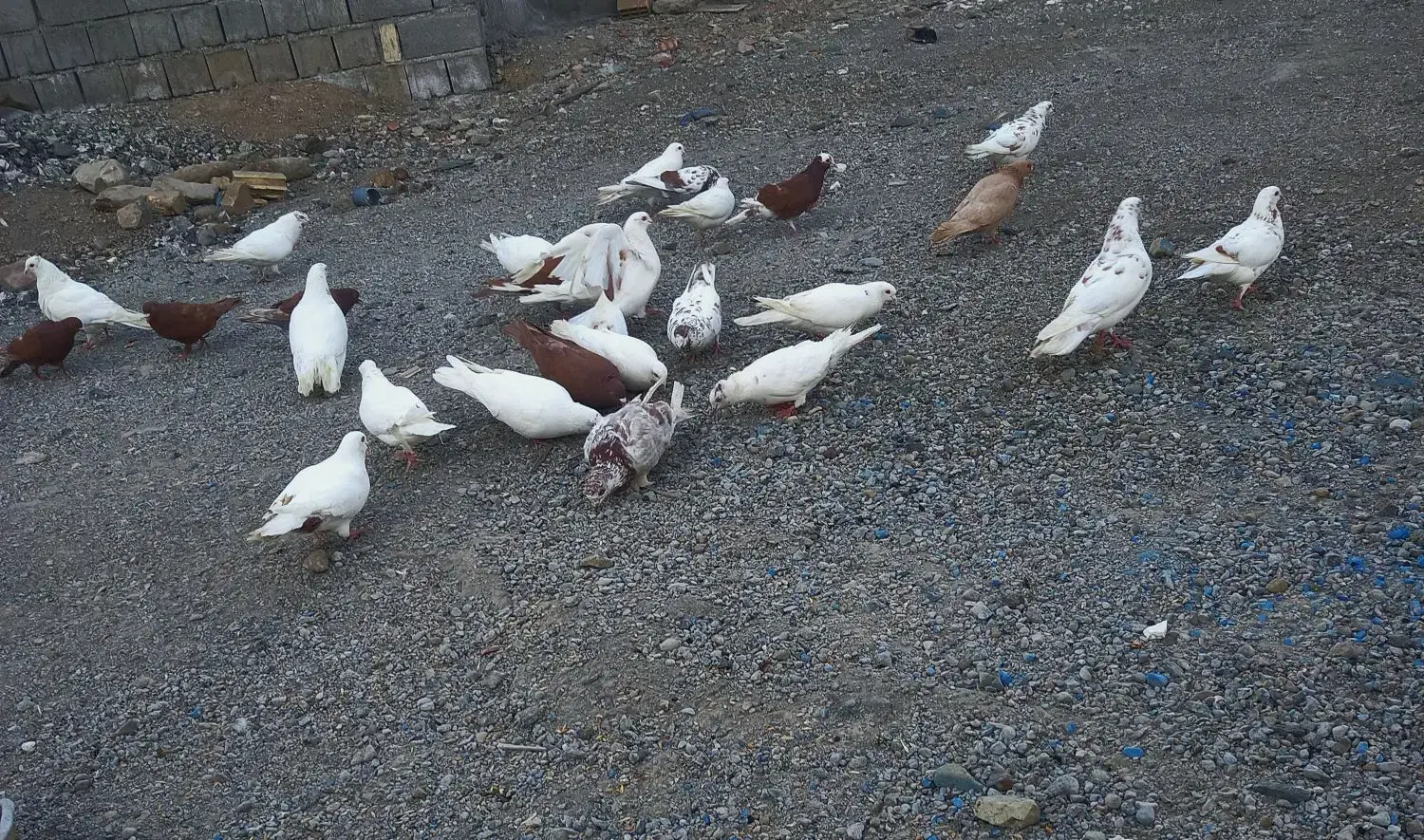 کبوتر|پرنده|صوغان, |دیوار